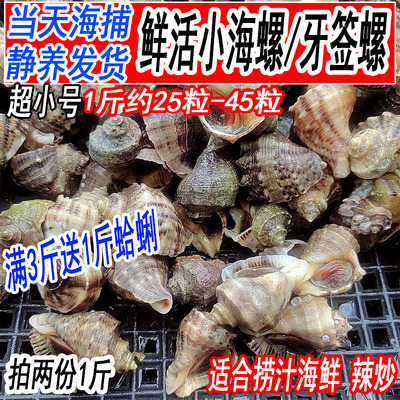 鲜活超小海螺新鲜牙签螺捞汁食材