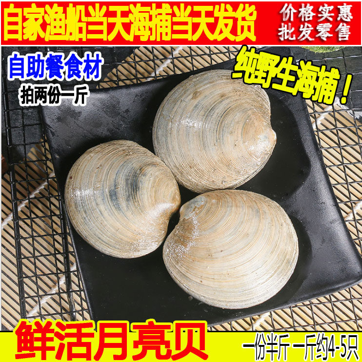 月亮贝鲜活野生日月贝新鲜美贝鸟贝大贝壳贝类烧烤连云港海鲜水产