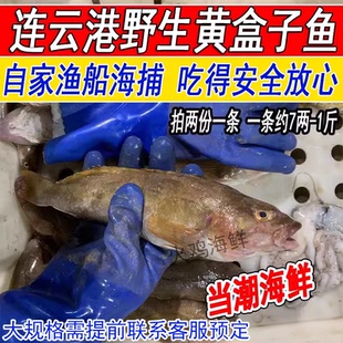 新鲜大号黄盒子冰鲜鱼黄斑鱼拍2份1条鲜活海鲜水产一条约7两--1斤