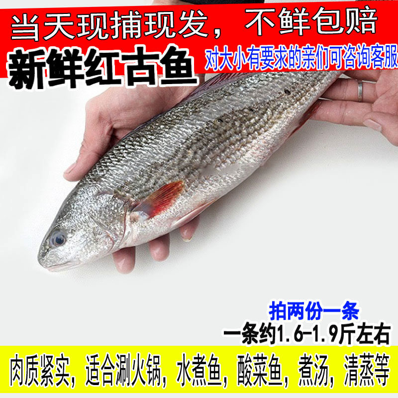 新鲜红古鱼鲜活红鱼海捕野生海鱼海鲜水产1条约1.6-1.9斤拍2份1条