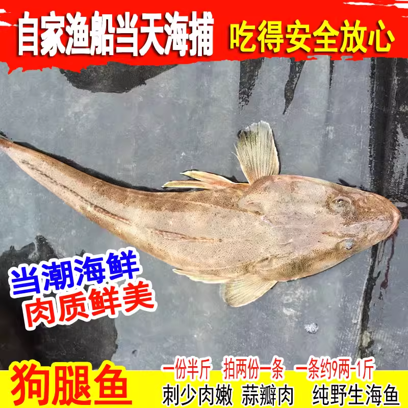 新鲜辫子鱼牛尾鱼鲜活狗腿鱼1条约9两-1斤鲬鱼拐子鱼海鱼海鲜水产