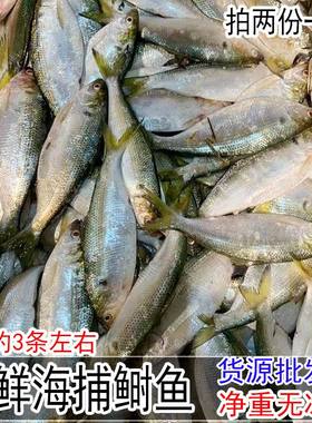 新鲜特大号鲥鱼野生海鲫鱼鲜活1斤约3条海鱼类海鱼连云港海鲜水产
