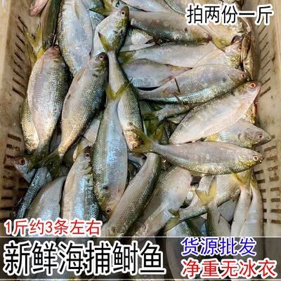 新鲜特大号鲥鱼野生海鲫鱼鲜活1斤约3条海鱼类海鱼连云港海鲜水产