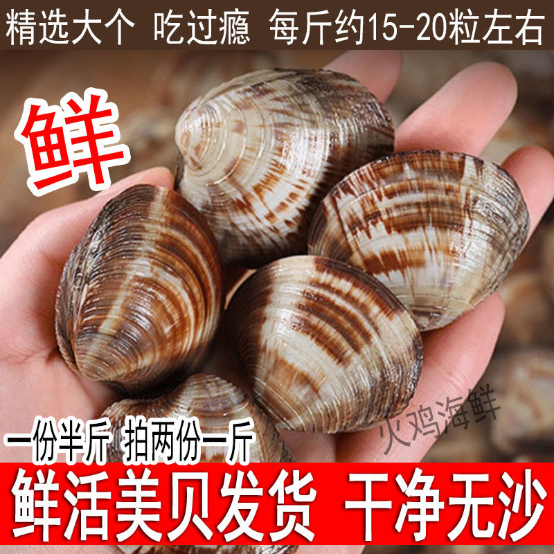 无沙鲜活大号美贝海蛤蜊新鲜花甲包活到家1斤约10-18个拍二份一斤