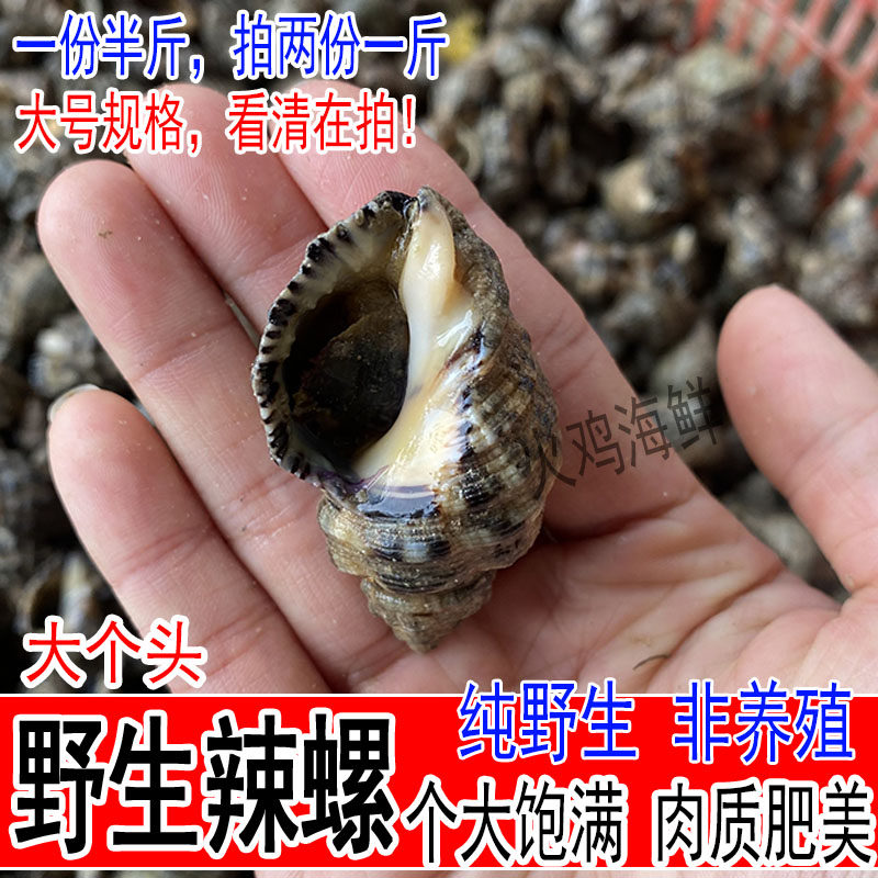 大号无沙野生鲜活苦螺辣螺海螺海捕海鲜水产3斤包邮顺丰拍二份1斤