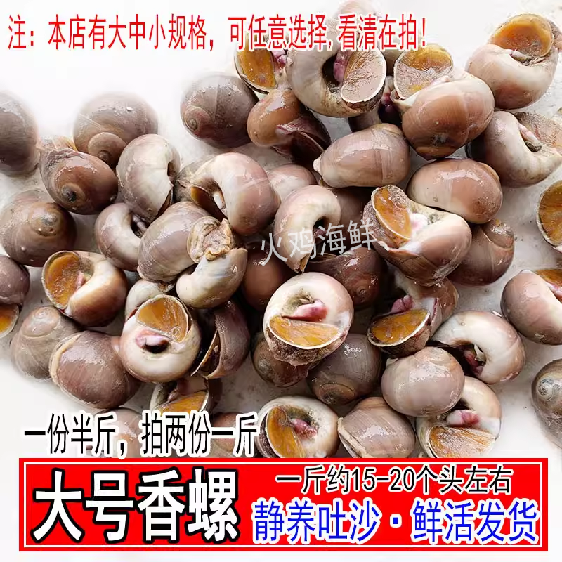 超大鲜活香螺新鲜甜螺特红香螺黄香玉螺肚脐螺猫眼螺野生海鲜水产