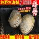 小棒仔鲜活象拔蚌野生新鲜小象鼻蚌棒蛤烧烤自助餐海鲜贝类水产