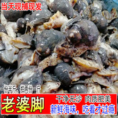 新鲜速冻假鲍鱼甲鲍螺黏螺新鲜蛾螺海蜗牛老婆脚贝类海鲜水产250g