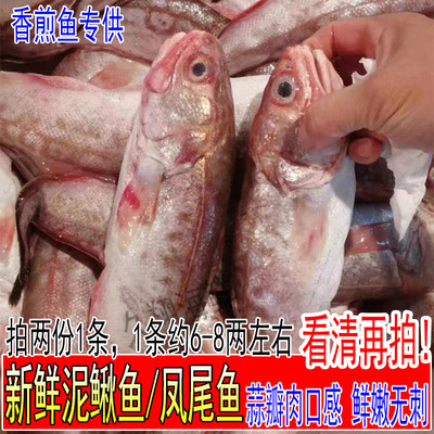 新鲜凤尾鱼黄尾鱼香煎油炸海鱼