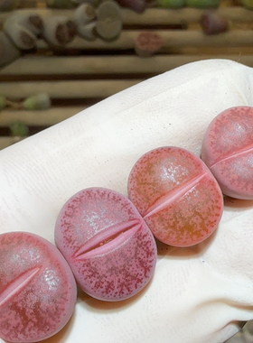 7434酒红浆果色紫箭尺寸1.5