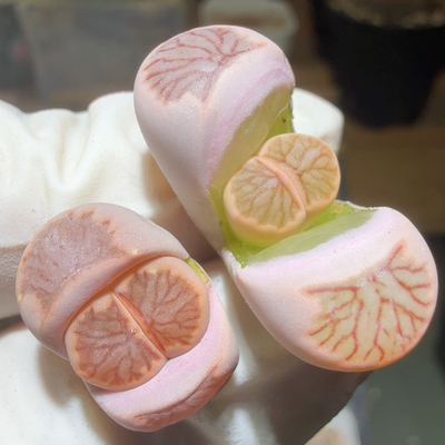 8444晕染菊优选秒杀