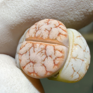 6160下班福利红纹荒睫毛精