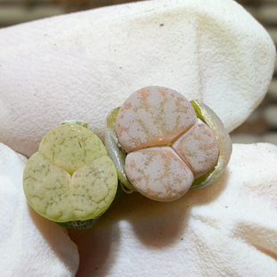 6419绿荒加粉荒奔小尺寸福利