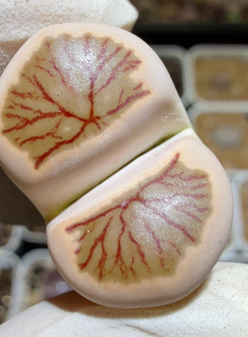 6788母本须管珊瑚纹奶橙色菊尺寸2.4