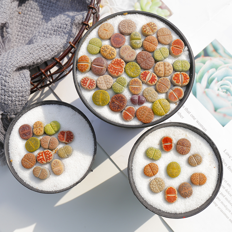 彩色生石花多肉植物贵货整盆拼盘新手好养生石花母本屁股花屁屁花