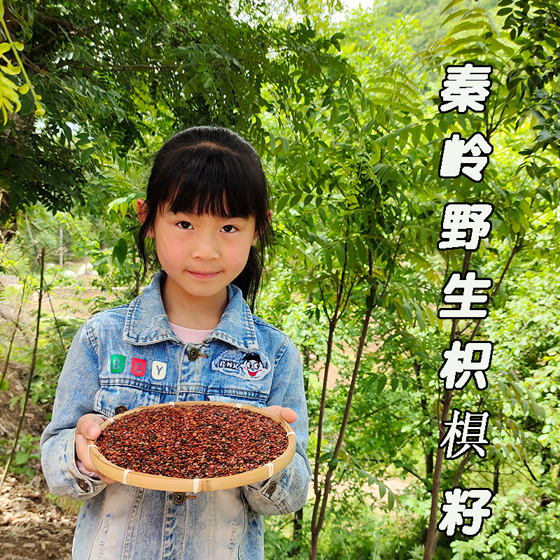 拐枣籽野生枳椇子籽中药材泡酒