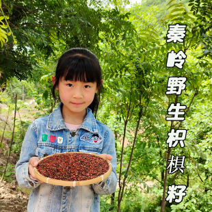 野生枳椇子2025年新货无硫拐枣籽中药材育苗食用枳具子泡茶解酒