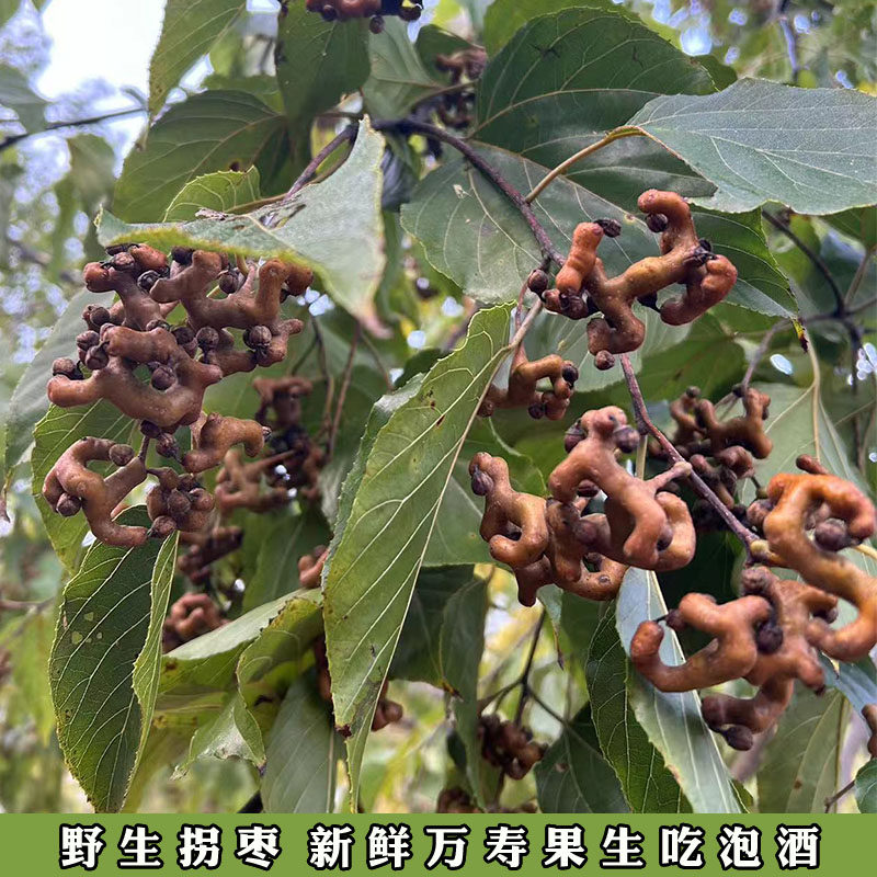 野生新鲜水果拐枣果鸡爪梨万寿果