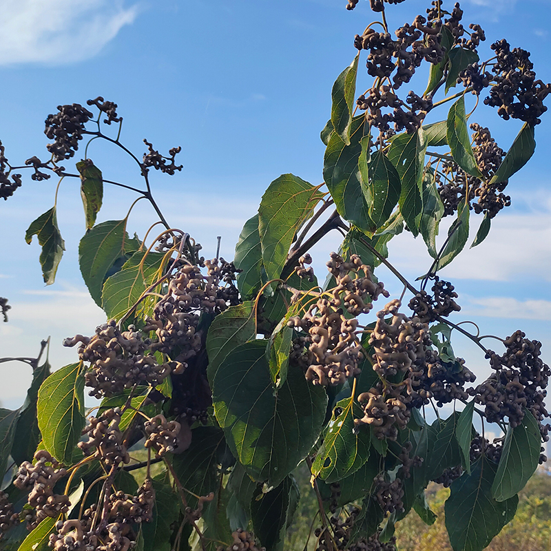 野生新鲜秦岭山拐枣万寿果