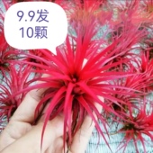 空气凤梨无土植物红精灵黄精灵绿精灵进化空气防辐射