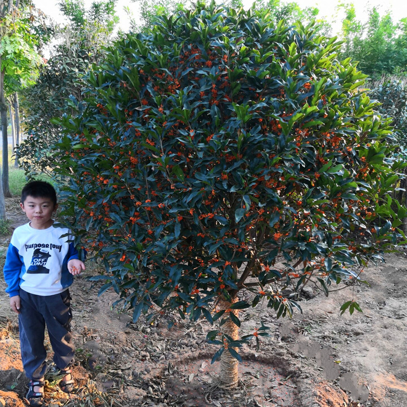 嫁接红桂花树苗盆栽金桂丹桂四季桂庭院地栽花卉带土室内盆栽植物