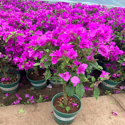 红花三角梅盆栽四季绿樱云南紫重瓣大花带土老桩花卉爬藤庭院植物