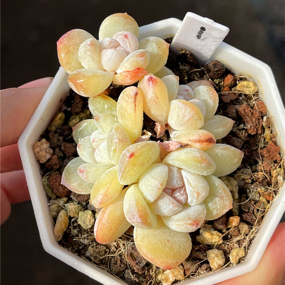 28白雪糖心雪天使白冰魄雪媚娘恩宠肉丝多肉植物一物一拍