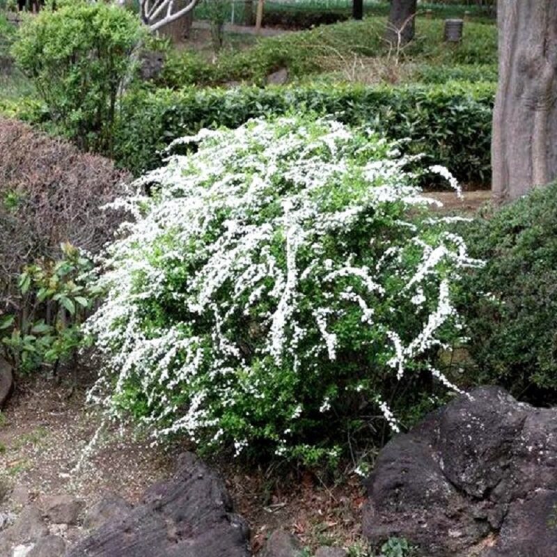 植物喷雪花春天冬天耐寒耐热图片
