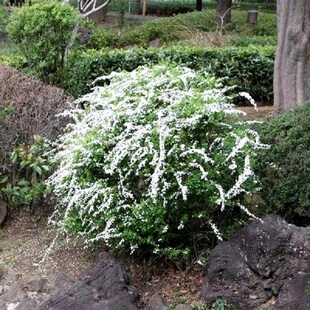 雪柳植物喷雪花苗盆栽花卉绿植珍珠梅绣线菊庭院雪柳室外耐寒阳台