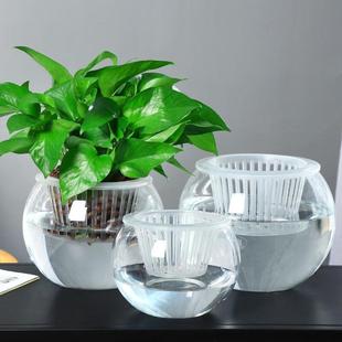 玻璃圆球风信子花瓶绿萝花盆透明绿萝水培花盆圆形玻璃花瓶 包邮