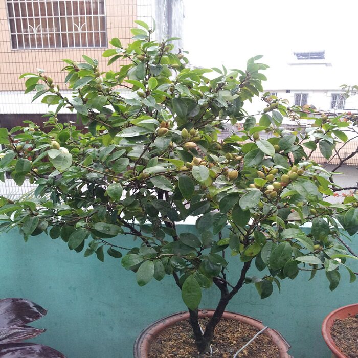 Smiling saplings Smile Sapling Potted plant bonsai courtyard Indoor plants Bananas Flower seedlings With budin the Flower delivery/Flowers simulation/Plants gardening , Flowers/Potted plants (New) , Flowers  category - from Buy2taobao.com to provide professional Taobao agent buy service