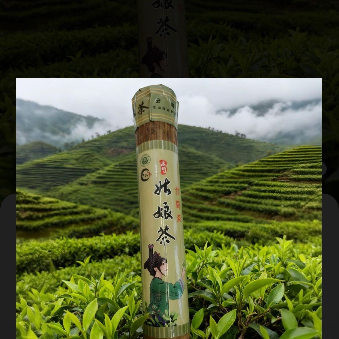 2026年云南文山广南壮乡底圩竹筒茶姑娘茶高品质普洱生茶批发包邮