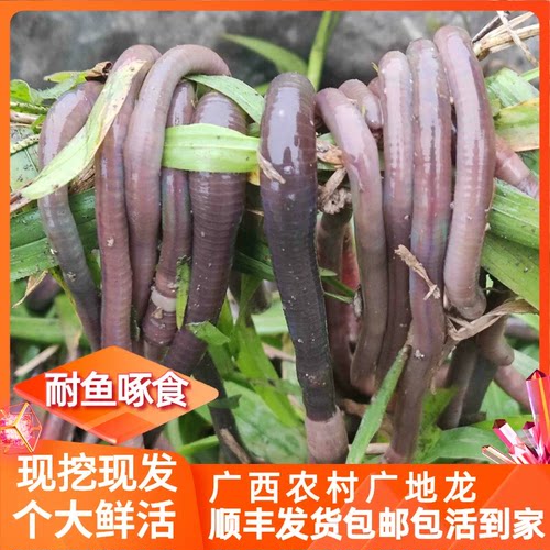 黑蚯蚓活饵料蚯蚓广西饵料大号