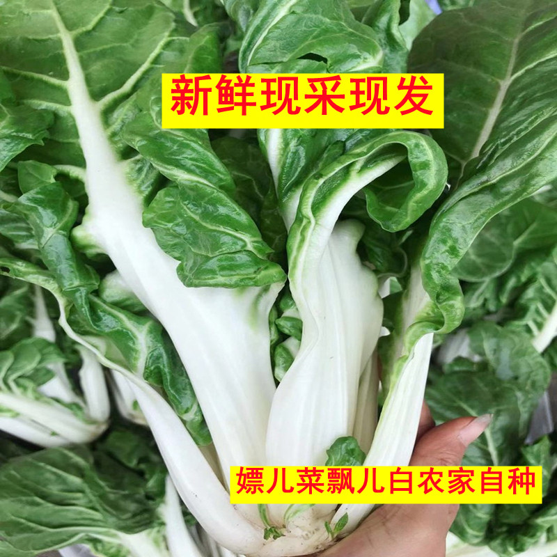 小林淘品嫖儿菜飘儿白四川乐山特产犍为农家新鲜绿叶蔬菜5斤包邮