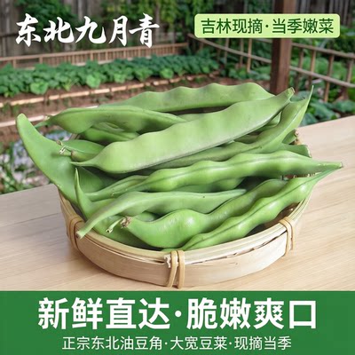 现摘油豆角东北大宽九月青嫩新鲜