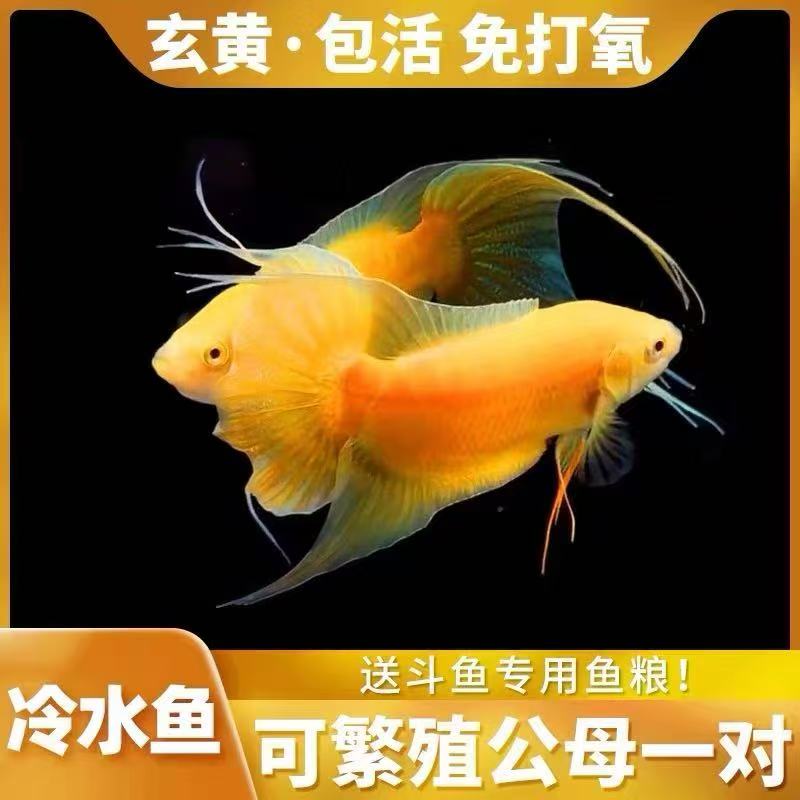 中国斗鱼黄金斗鱼玄黄金斗鱼活体活鱼金鱼好养耐养冷水淡水观赏鱼