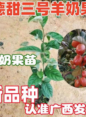改良耐寒羊奶果苗盆栽地栽德甜三号果树苗南北方庭院四季种植果树
