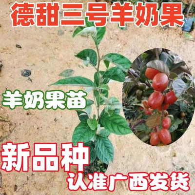 改良耐寒羊奶果苗盆栽地栽德甜三号果树苗南北方庭院四季种植果树