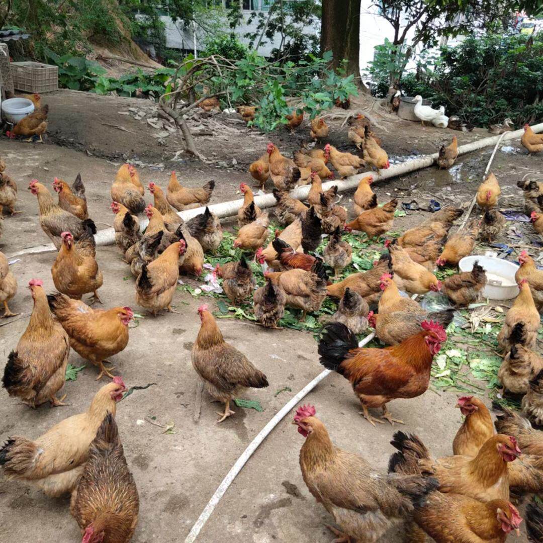 深圳正宗土鸡散养农村土鸡走地鸡新鲜现杀现送母鸡散养鸡月子鸡