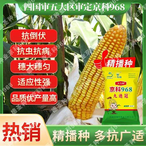 德圣致远国审京科968玉米种子原厂直发抗病抗虫害白轴大棒抗倒强