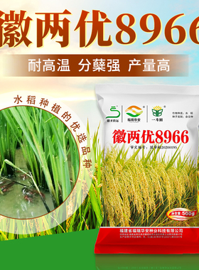 原装国审徽两优8966水稻种子穗大粒多分蘖能力强结实率高米质优
