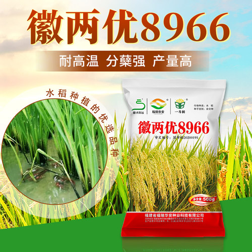 原装国审徽两优8966水稻种子穗大粒多分蘖能力强结实率高米质优