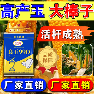 国审高产玉米种良玉99D穗大不秀尖耐密植抗虫抗病不挑地耐草甘膦