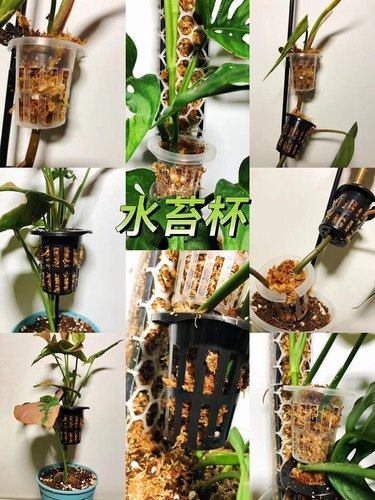 水苔杯盒植物气生根攀爬保湿生长棕柱龟背竹花烛绿萝美观方便包邮