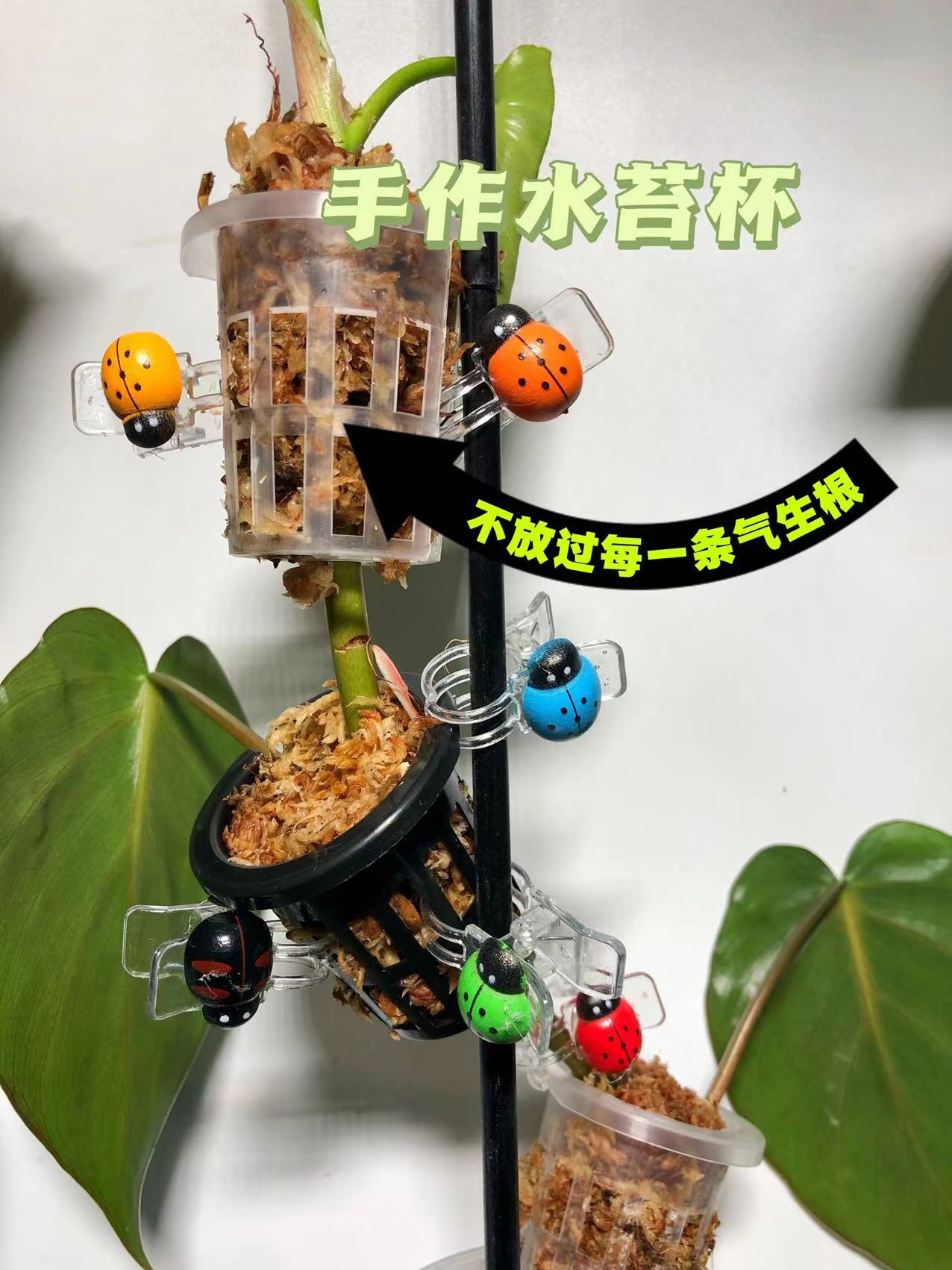 绿萝保湿水苔杯水苔柱龟背竹包邮