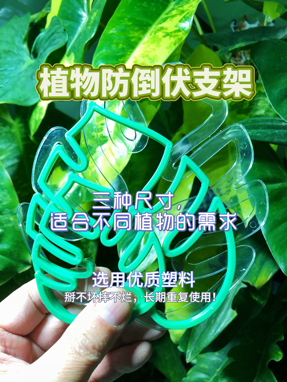 植物防倒伏支撑架龟背竹收拢定型