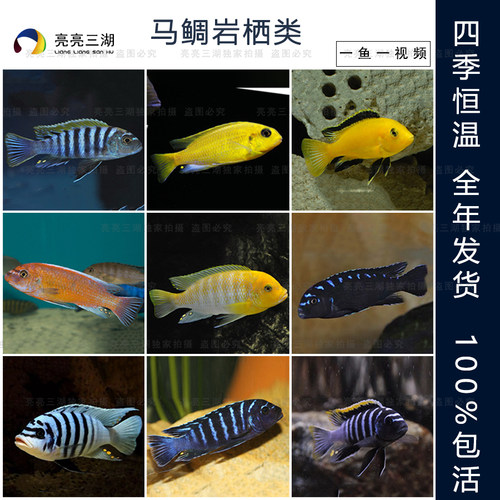 精品三湖慈鲷公鱼岩栖类发色完美