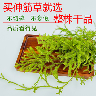 贵州正宗野生伸筋草中药材干货无硫 舒筋草500g包邮 金毛狮子草