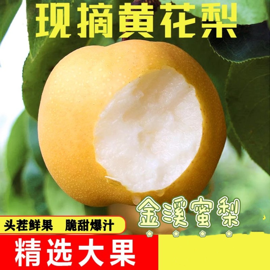 金溪蜜梨黄花梨大果细腻无渣现摘时令新鲜水果大果当季整箱送礼