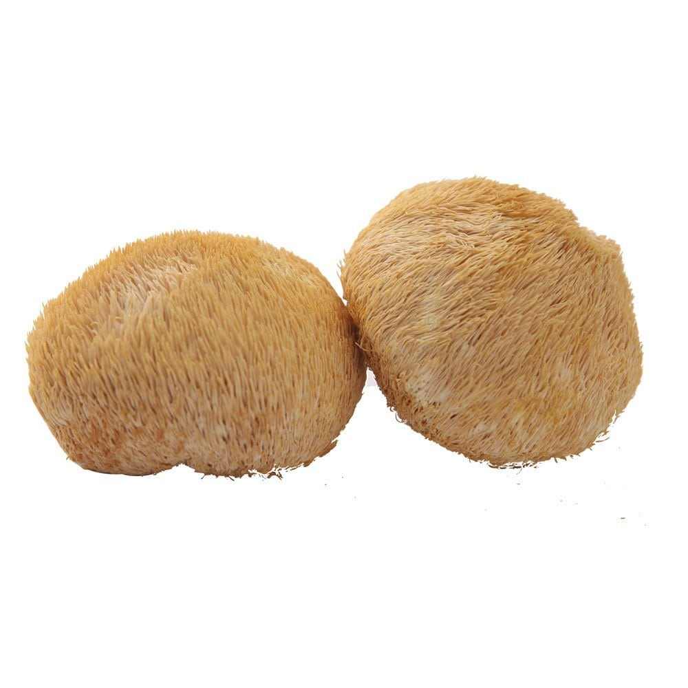 九鲤湖 猴头菇 深山优质猴头菇干货 猴蘑菇山珍 干货特产 150g